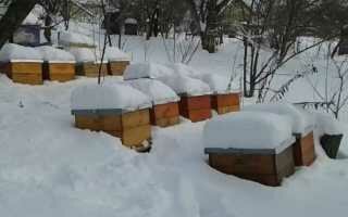 Зимовка пчел — 57 вопросов и ответов